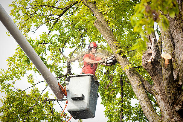 Best Tree Trimming Near Me  in West Frankfort, IL